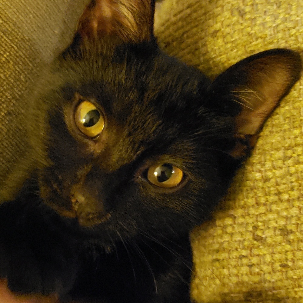 Meet your Posher, Rachel